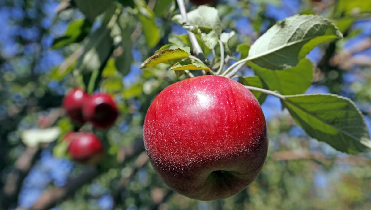 Apples in a Bushel: Exploring Agricultural Measurements